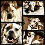 HANK collage