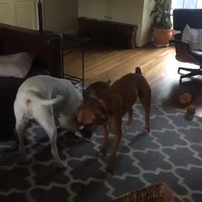 Live. Crazy dogs. Featuring Legacy Foster Clyde