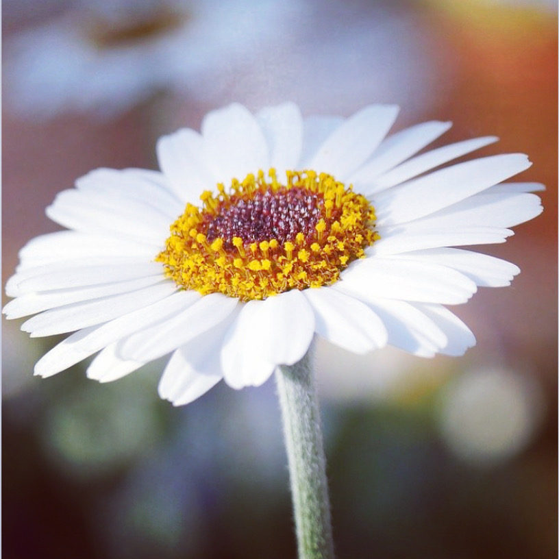 single daisy flower