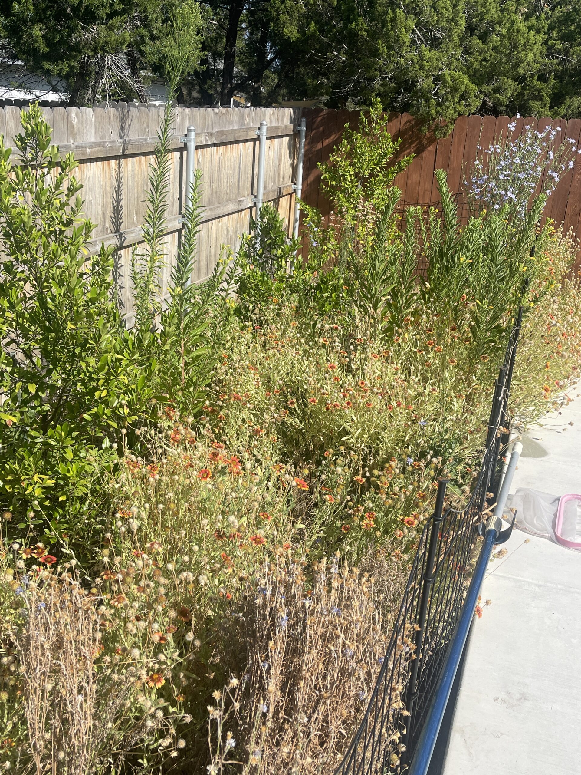 allison's dead wildflower garden - stragglley plants with dead flower buds.