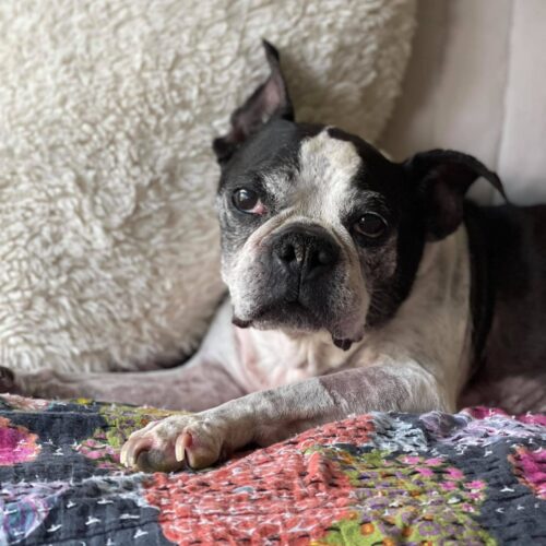 Rocky Potato Old by Allison An older boston terrier dog sitting on a colorful quilt with an off white heart pillow behind him.