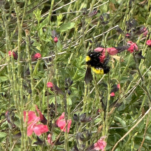 a big, round yellow and black bumble bee getting pollen from a pink salvia bloom with a background of green and pink foliage.